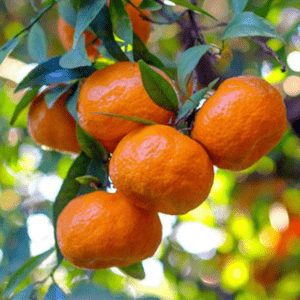 Ανώνυμο σχέδιο