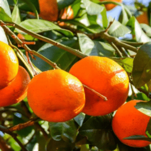 Ανώνυμο σχέδιο