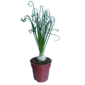 Ανώνυμο σχέδιο