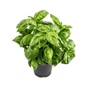 ΒΑΣΙΛΙΚΟΣ ΠΕΣΤΟ