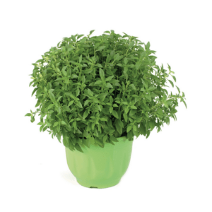 ΒΑΣΙΛΙΚΟΣ ΨΙΛΟΦΥΛΛΟΣ