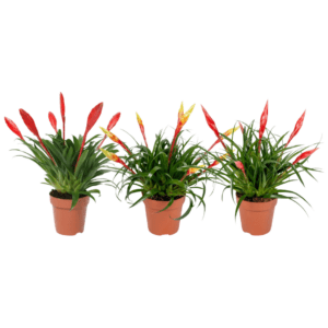 Vriesea