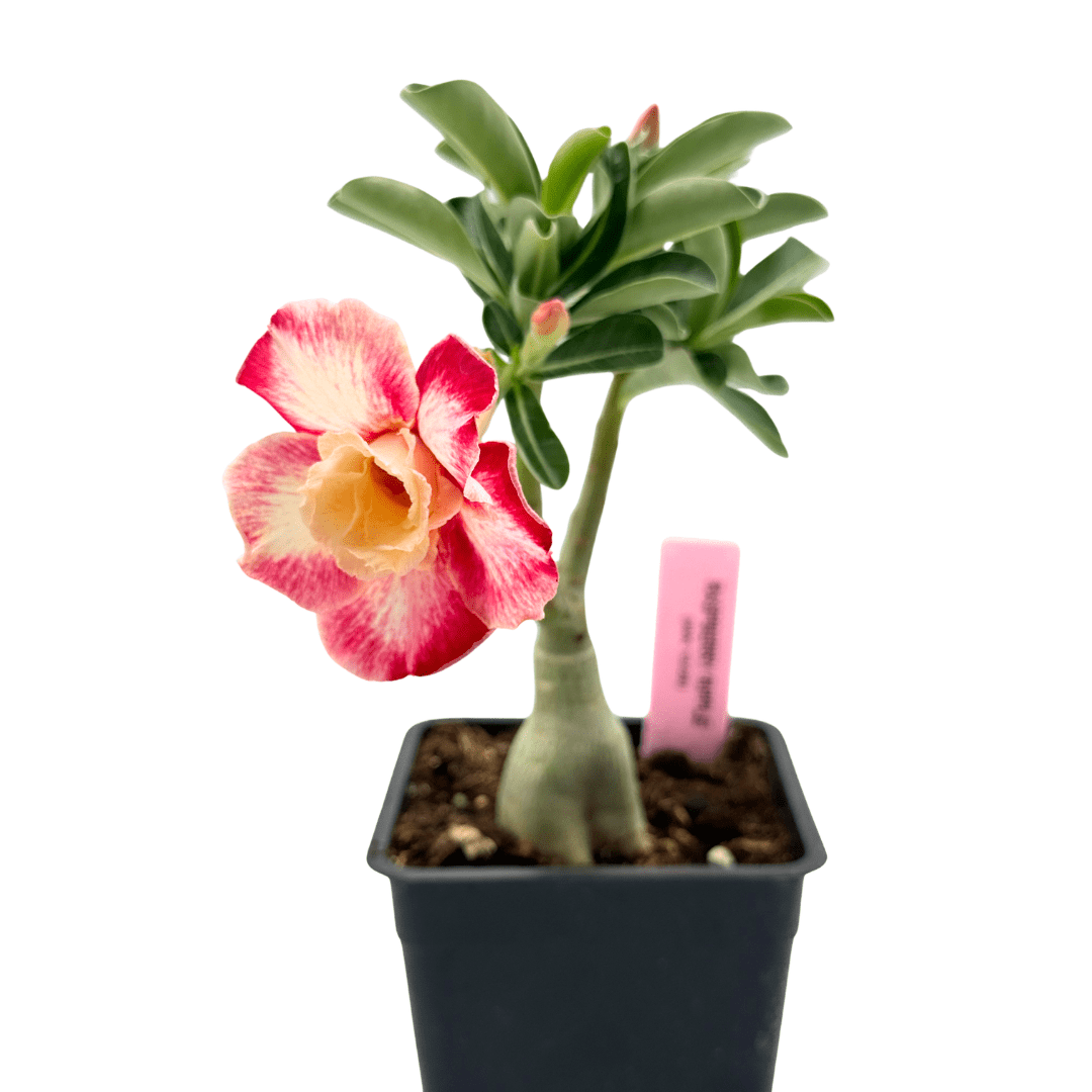 Adenium Raspberry 1 Adenium Raspberry 1