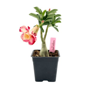 Adenium Raspberry