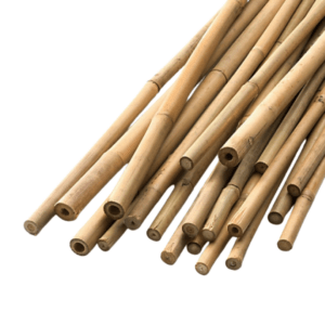 Bamboo