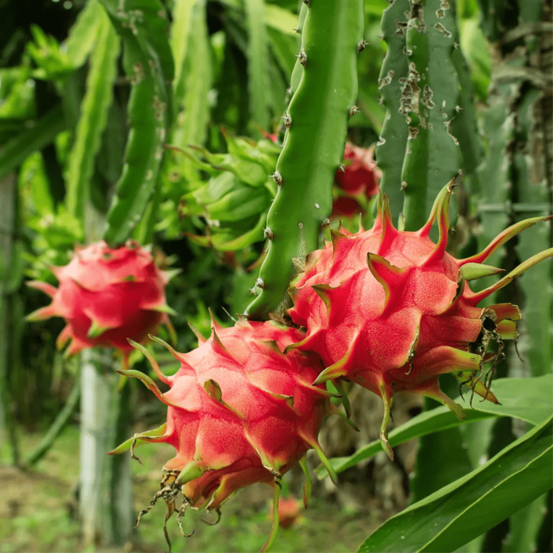 Dragonfruit Dragonfruit