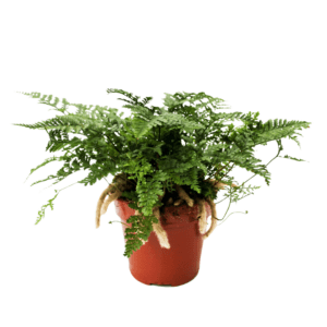 Humata Tyermanii