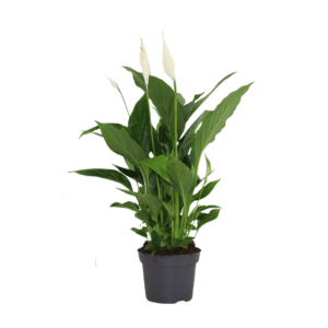 Spathiphyllum13cm