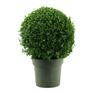 Buxus