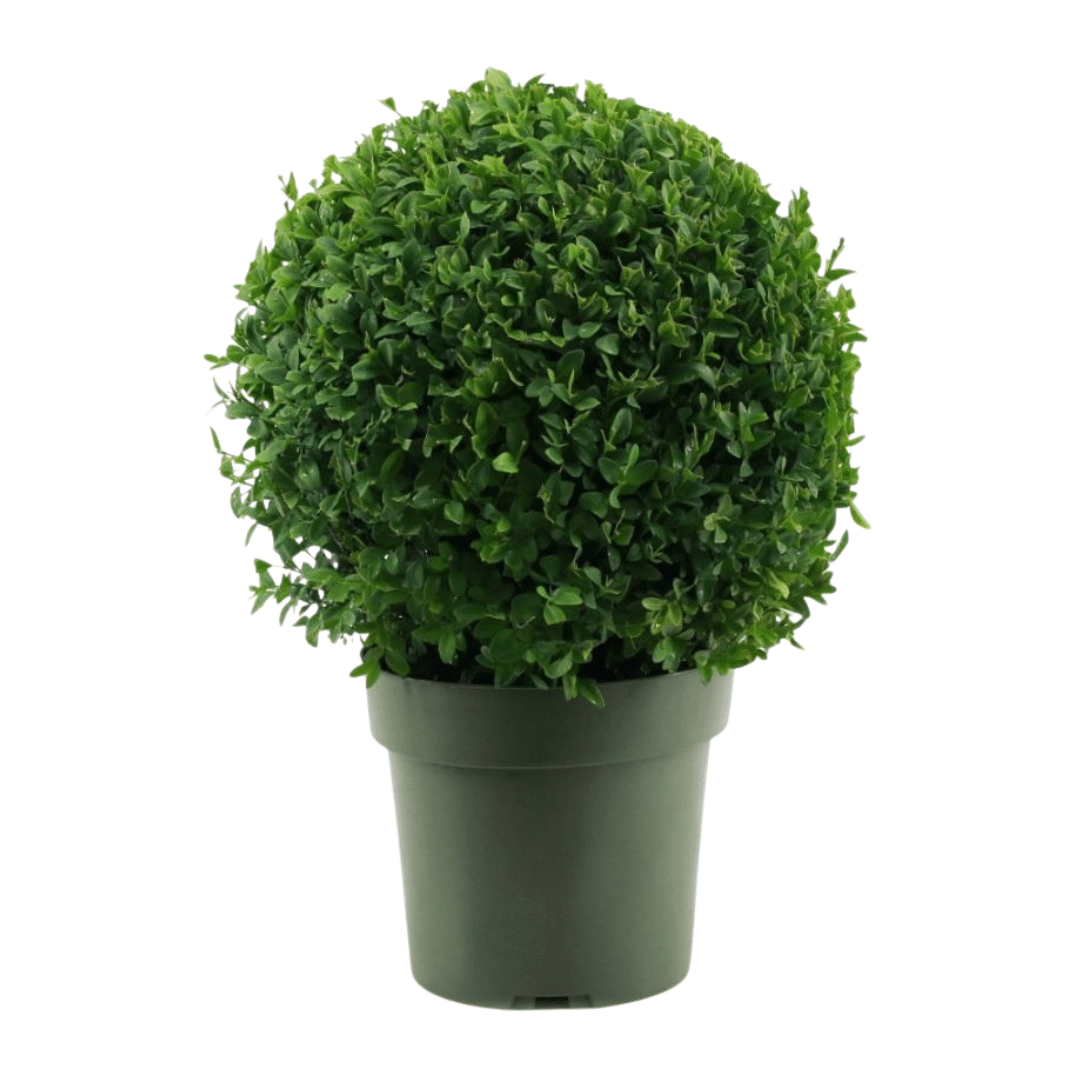Buxus Buxus
