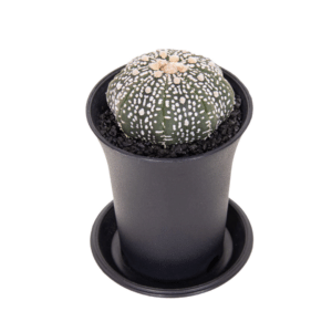 Astrophytum1