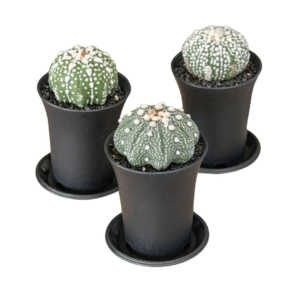Astrophytum2