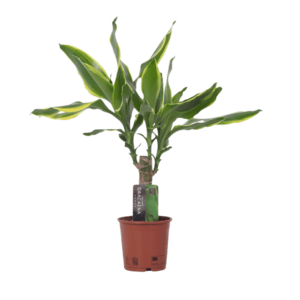 Dracena Golden