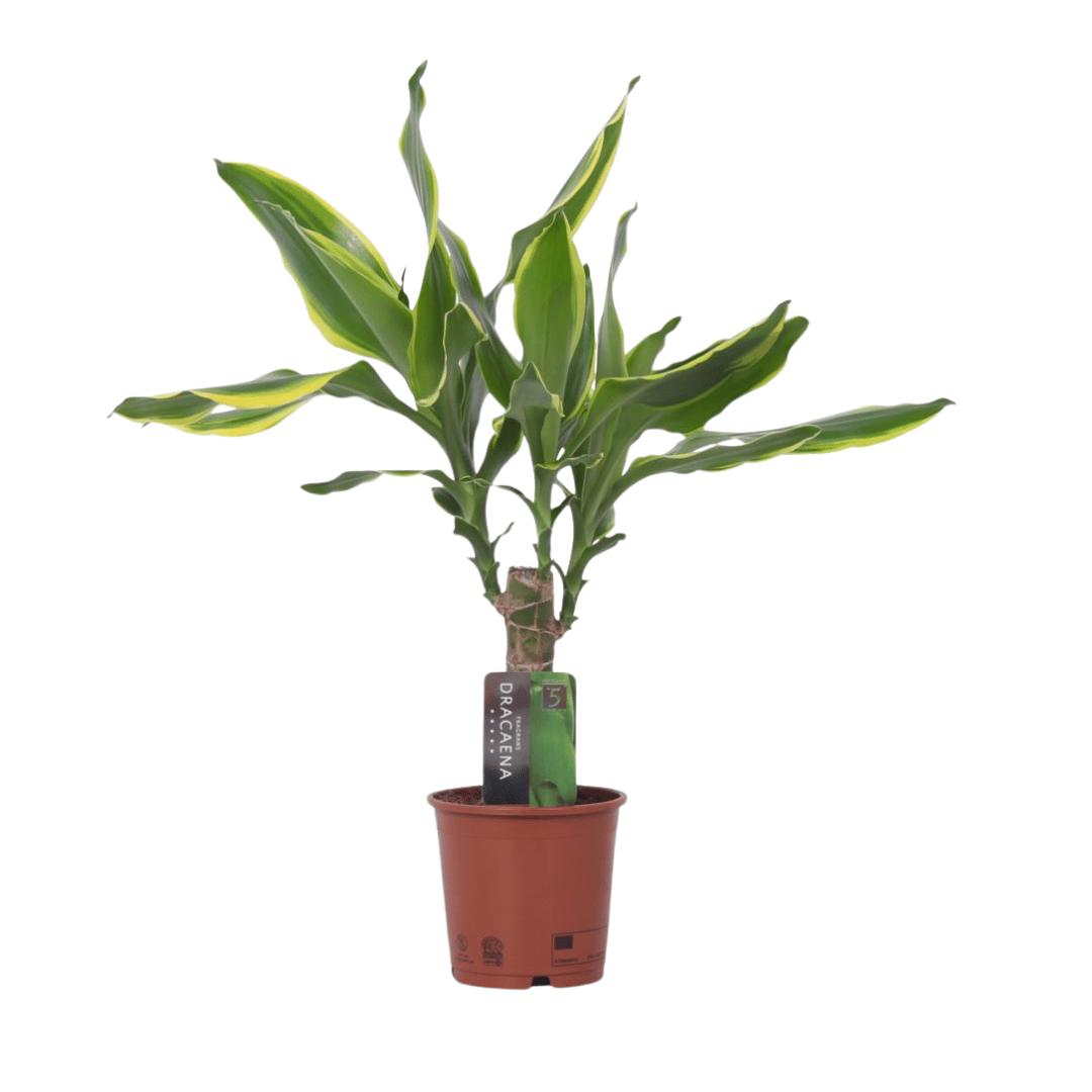 Dracena Golden Dracena Golden
