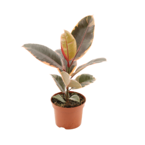Ficus Elastca