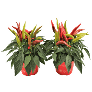 Piperia