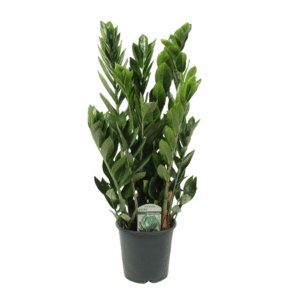 Zamioculcas