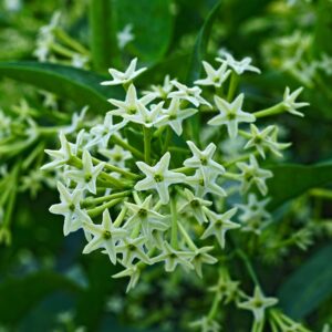 Cestrum Nocturnum ΝΥΧΤΟΛΟΥΛΟΥΔΟ 1