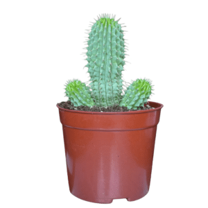 Hoodia Gordonii