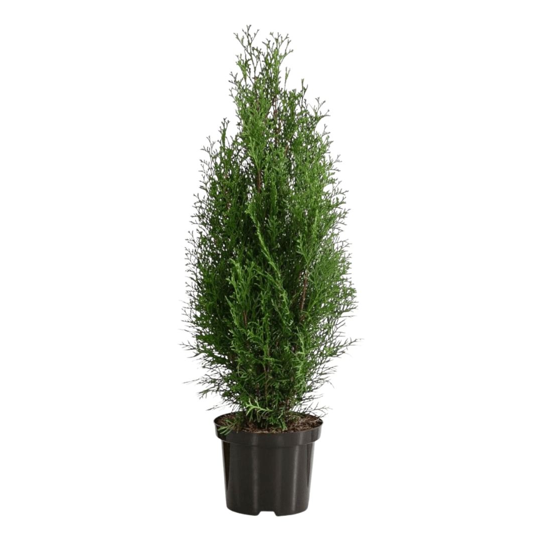Thuja Emerald Thuja Emerald