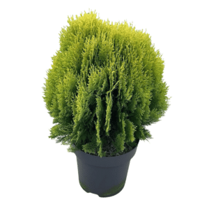 Thuja Nana
