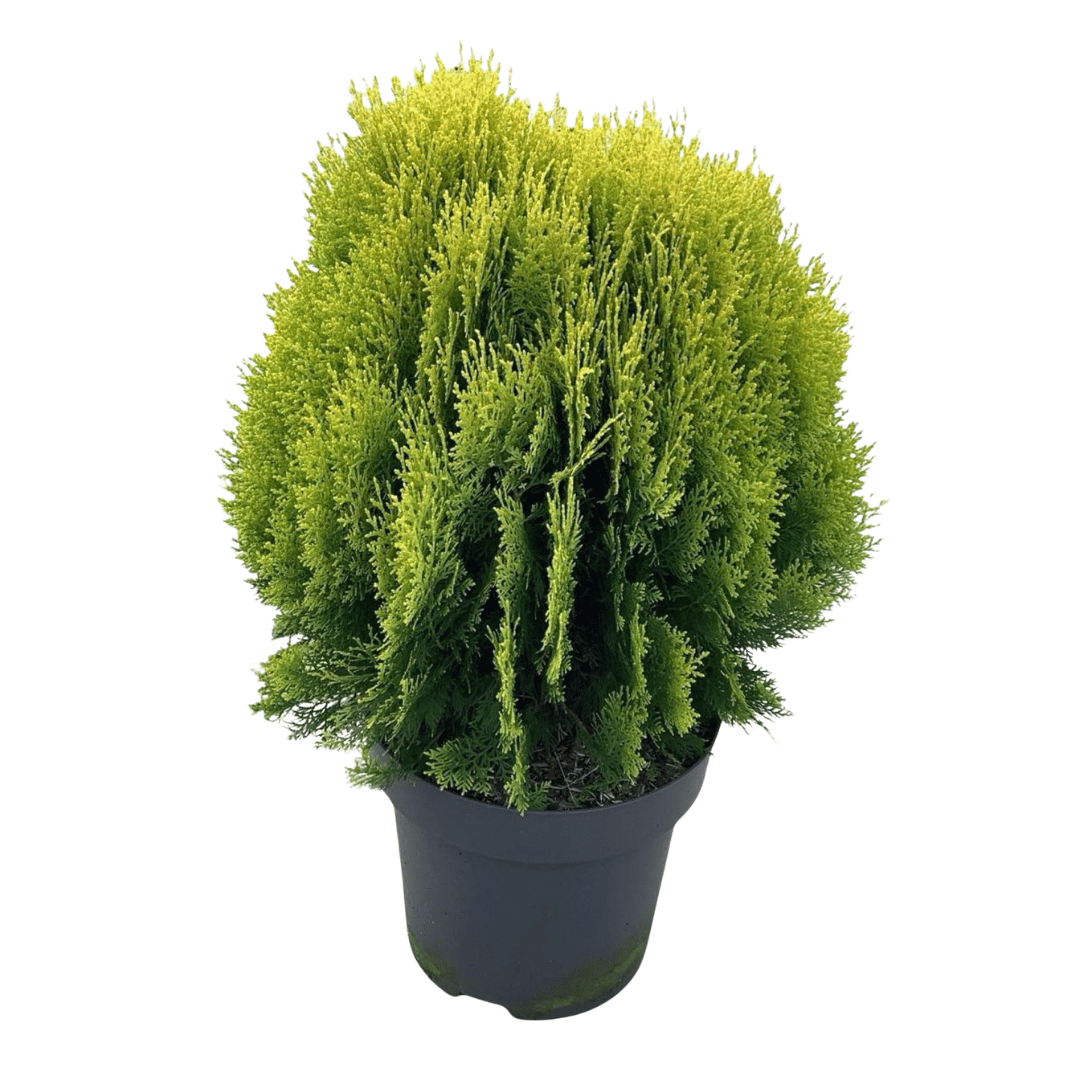 Thuja Nana Thuja Nana