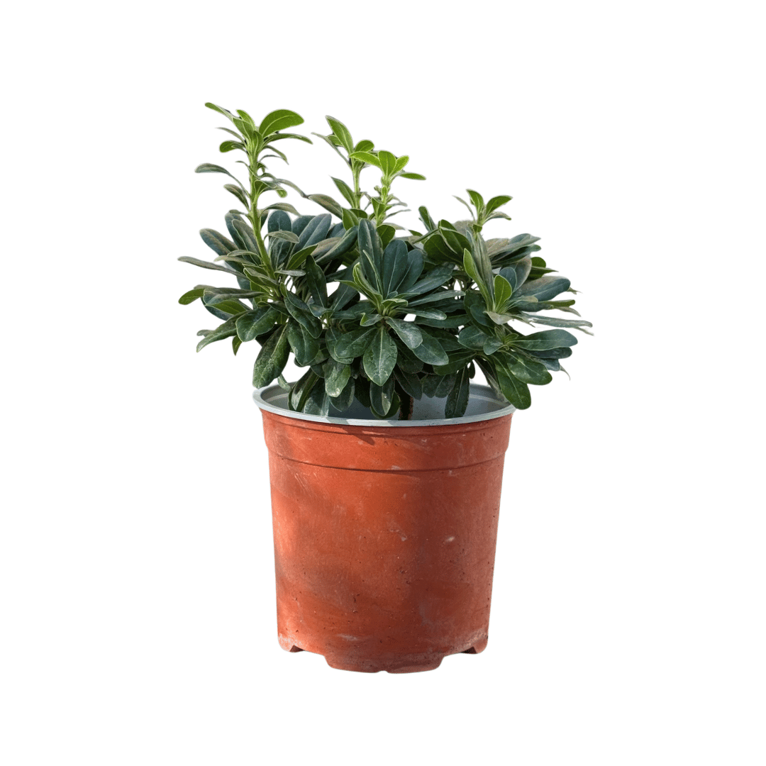 Aggelikinana Aggelikinana