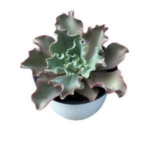 Kalanchoe