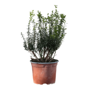 Myrtia