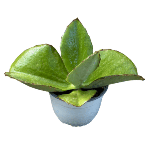 Synsepala