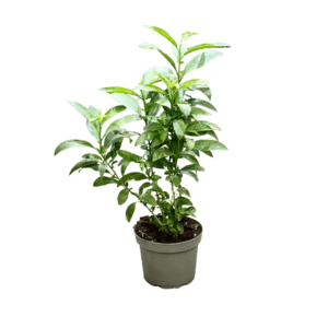 ΝΥΧΤΟΛΟΥΛΟΥΔΔΟ